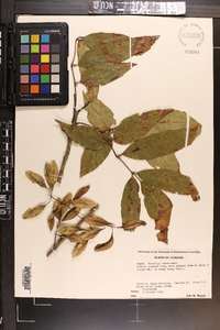 Fraxinus caroliniana image