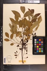 Fraxinus caroliniana image