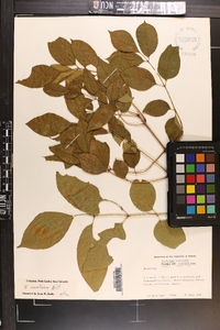 Fraxinus caroliniana image