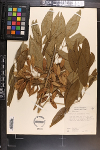 Fraxinus caroliniana image