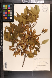 Fraxinus caroliniana image