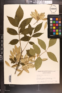 Fraxinus caroliniana image