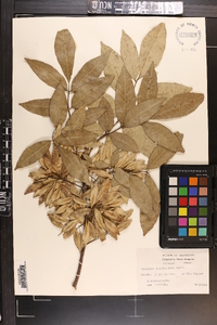 Fraxinus caroliniana image