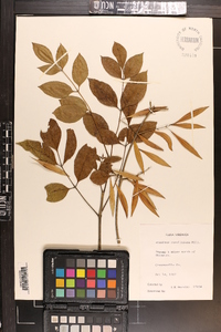 Fraxinus caroliniana image