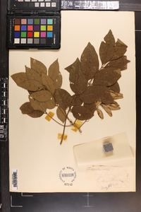 Fraxinus caroliniana image