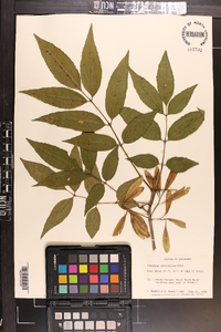 Fraxinus caroliniana image