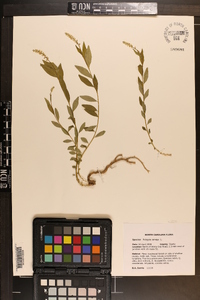 Polygala senega image