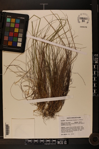 Deschampsia flexuosa image