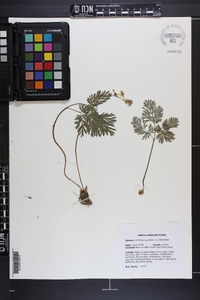 Dicentra cucullaria image