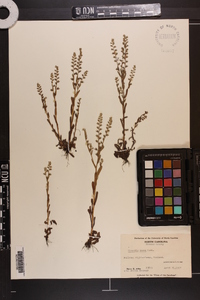 Myosotis verna image