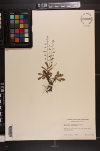 Myosotis sylvatica image