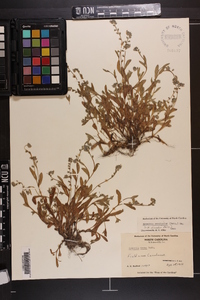 Myosotis versicolor image