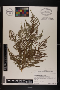 Pteridium aquilinum subsp. pseudocaudatum image