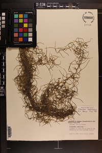Tillandsia usneoides image