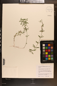 Galium uniflorum image