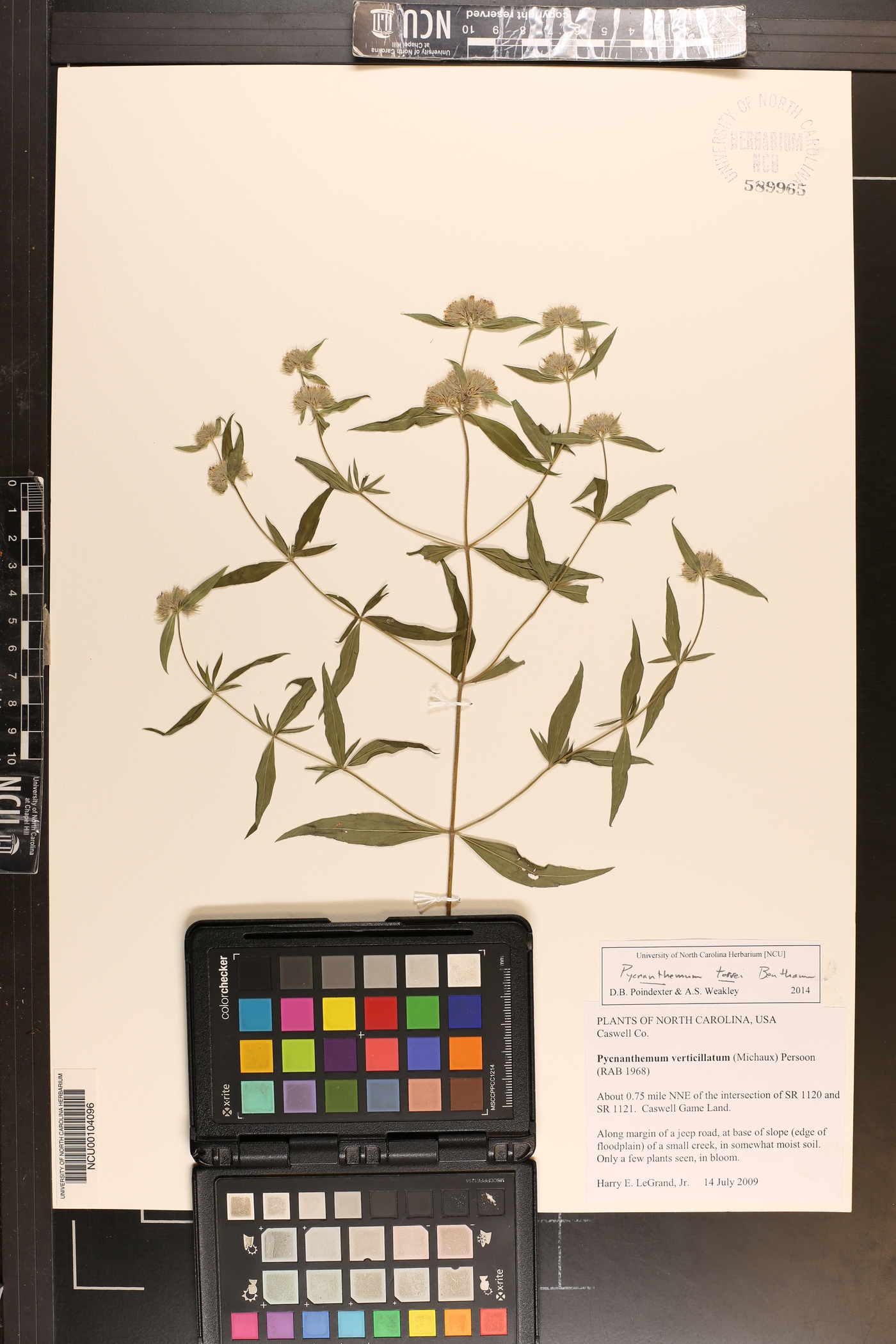 Pycnanthemum torreyi image