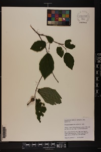 Corylus cornuta image