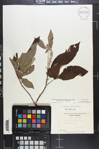 Clethra acuminata image