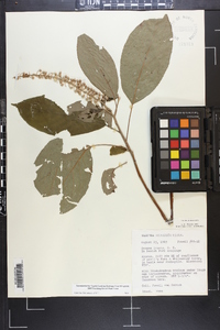 Clethra acuminata image