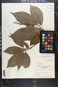 Clethra acuminata image