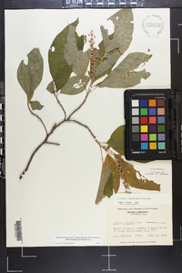 Clethra acuminata image