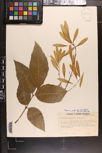 Fraxinus profunda image