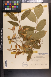 Fraxinus profunda image