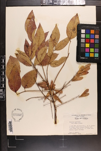 Fraxinus profunda image