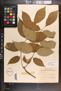 Fraxinus biltmoreana image