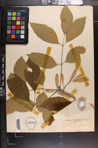 Fraxinus profunda image