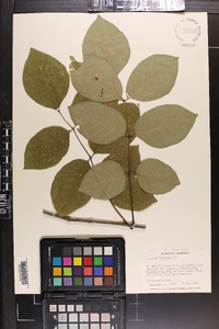 Fraxinus profunda image