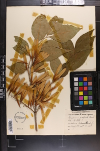 Fraxinus profunda image