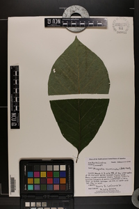 Magnolia acuminata image