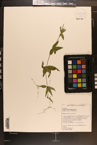 Galium lanceolatum image