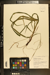 Carex purpurifera image