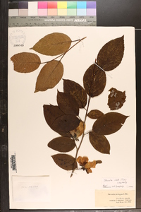 Stewartia ovata image