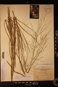 Panicum dichotomiflorum var. dichotomiflorum image