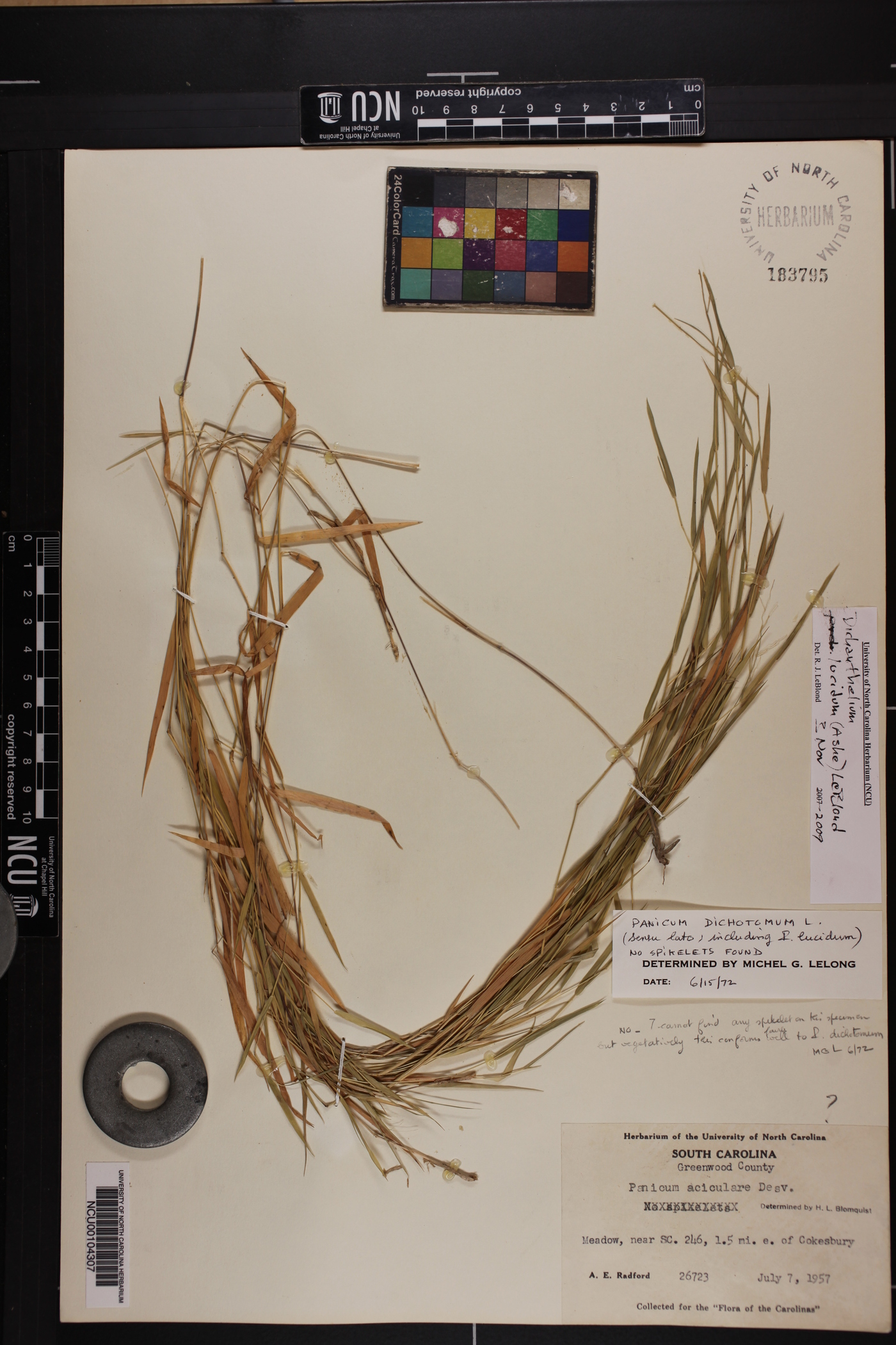 Dichanthelium lucidum image