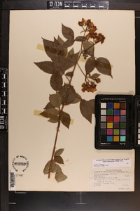 Rosa setigera image