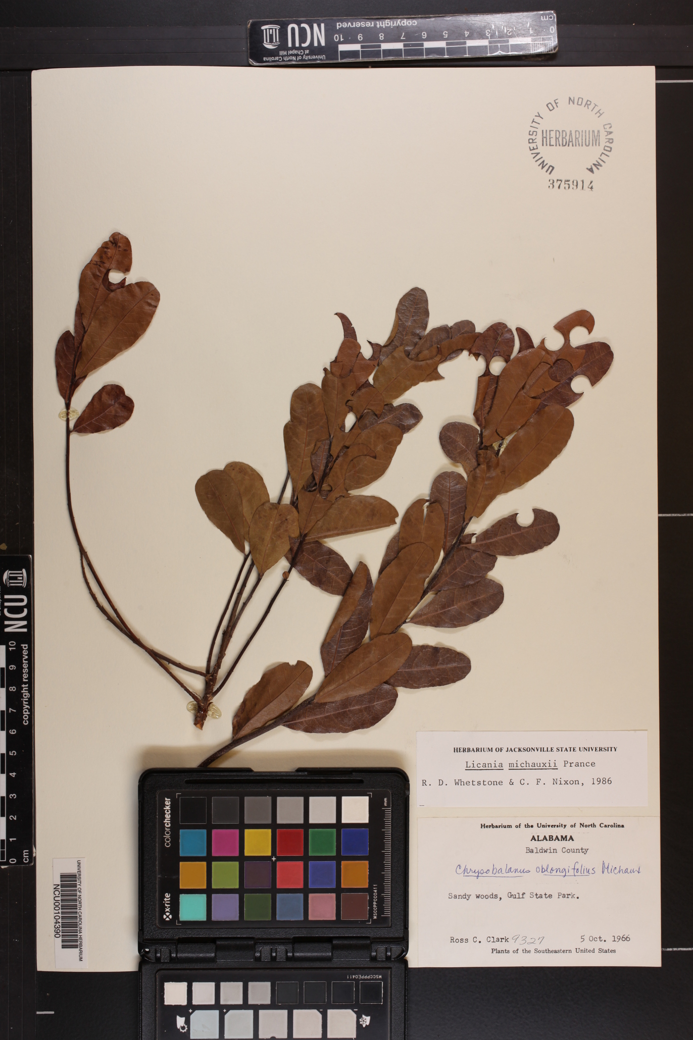 Licania michauxii image