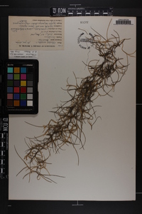 Tillandsia usneoides image