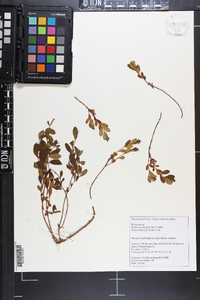 Hypericum buckleii image