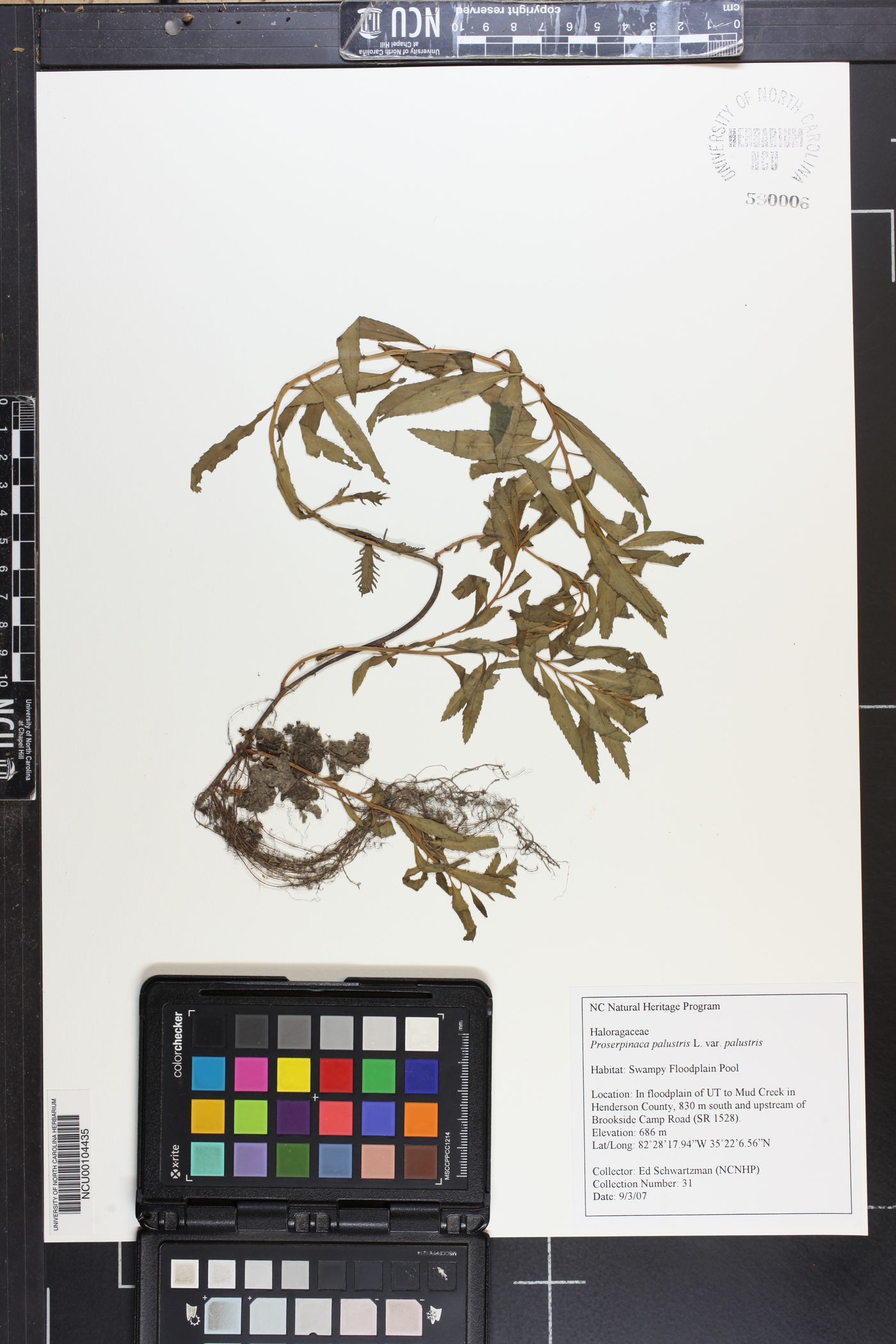 Proserpinaca palustris var. palustris image