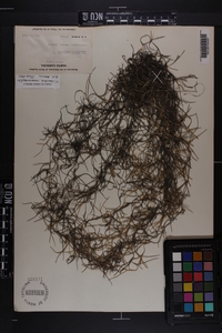 Tillandsia usneoides image