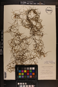 Tillandsia usneoides image