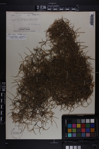 Tillandsia usneoides image