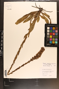 Trilisa paniculata image