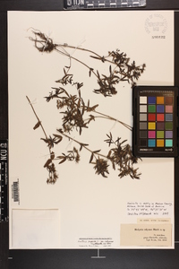 Houstonia purpurea var. calycosa image