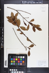 Ilex coriacea image