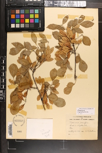 Fraxinus caroliniana image